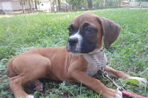 My boxer pups are now 8 weeks old and are ready to leave into their new homes. Boxer puppy for sale near Raleigh / Durham / CH, North ...