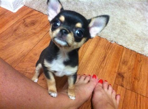 Find and adopt a pet on petfinder today. I want a boy Teacup Chihuahua that looks like this ...