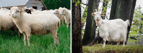 Podhale Zackel And Carpathian Goat Polish Native Breeds Kawęcka A