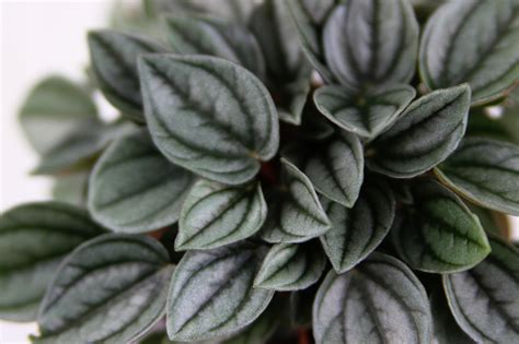 I have such a hard time finding any peperomias around me so i love when others share pictures of theirs! Peperomia 'Napoli Night' o srebrzystych liściach ...