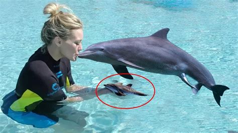 Birth Dolphin