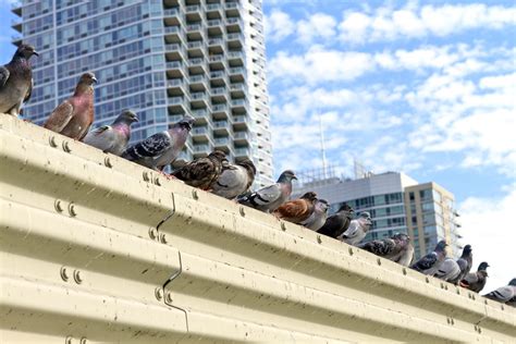 Celebrate Urban Birds American Spring Live Nature Pbs