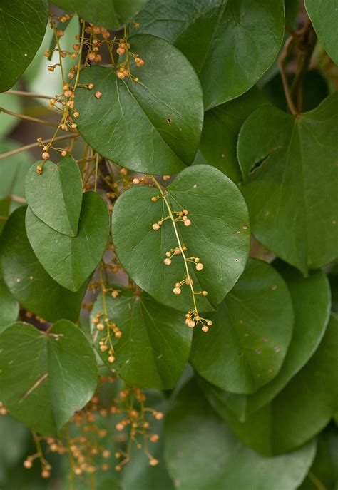 Flora Of Mozambique Species Information Individual Images Tinospora