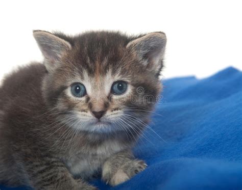Cute Tabby Kitten With Blue Blanket Stock Photo Image 15133268