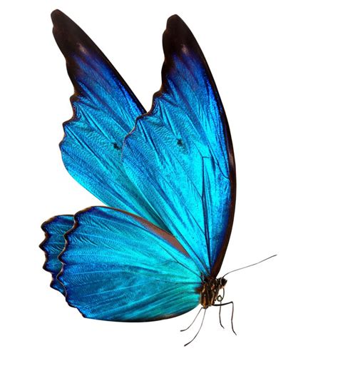 obraz na płótnie motyl makro w tle pixers® Żyjemy by zmieniać