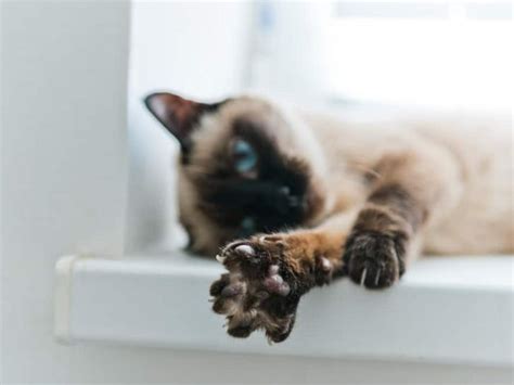 8 Alternatives To Declawing A Cat How To Stop Scratching