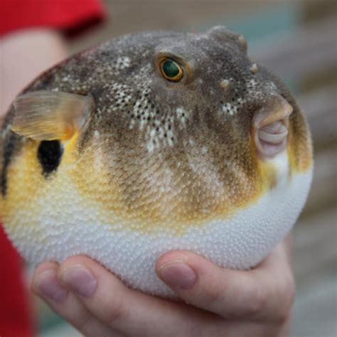 Puffer Fish And The Skillet Brindley Beach Vacations
