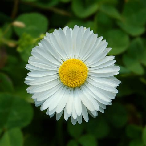 Little White Flower Free Photo Download Freeimages