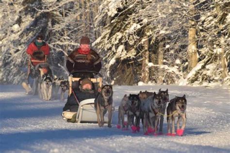 Fairbanks Dog Sledding And Mushing Experience Getyourguide