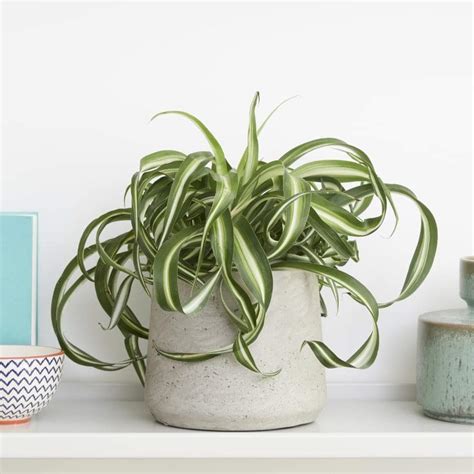 10 Best Low Light Indoor Plants For Your Home And Office