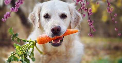 ¿qué Verduras Pueden Comer Los Perros