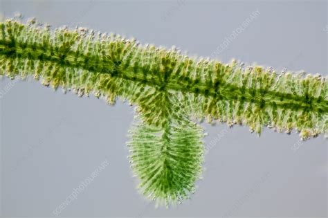 Batrachospermum Alga Filament Lm Stock Image C0199608 Science