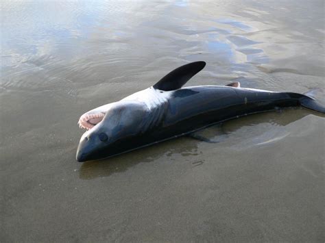 These salmon shark pictures are available as commercial files or as archival prints. Those aren't 'baby great white sharks' washing up on the Oregon Coast | KPIC