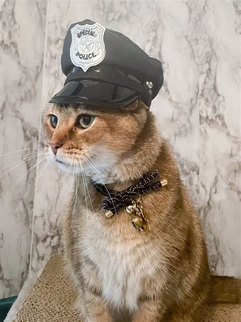 Police Cats Ubicaciondepersonascdmxgobmx