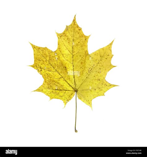 Yellow Maple Leaf Isolated On White Background Stock Photo Alamy