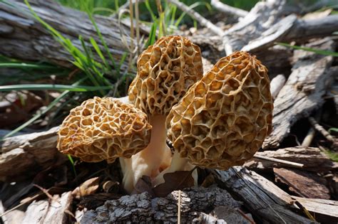Where to Find Morel Mushrooms as the Weather Warms Up