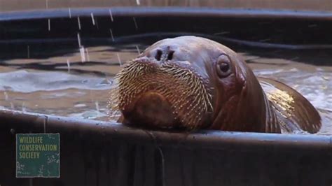 Orphaned Walrus Arrives At Ny Aquarium Cnn