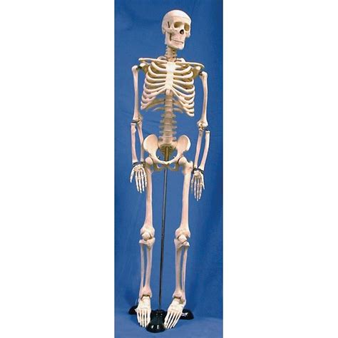 Buy United Scientific Supplies Hskl85 Human Skeleton Model Mega Depot