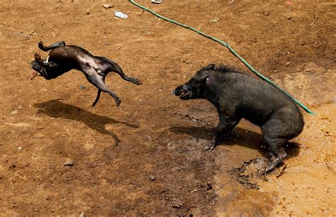 Fight Contest Indonesian Villages Pit Wild Boars Against Dogs