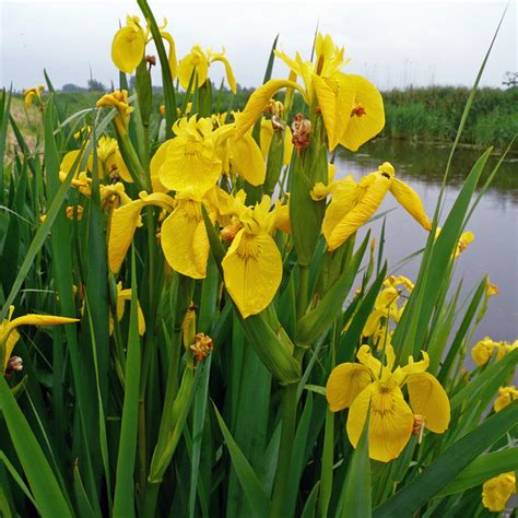 Yellow Flag Iris Iris Pseudacorus © Jonathan Billinger Cc By Sa20