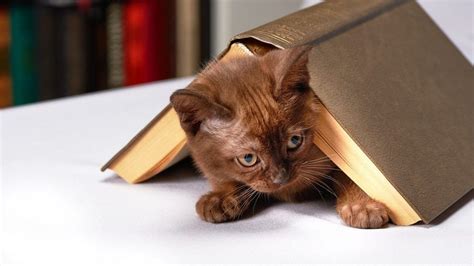 Cat Books 35 Awesomely Cat Filled Books For Readers Young And Old