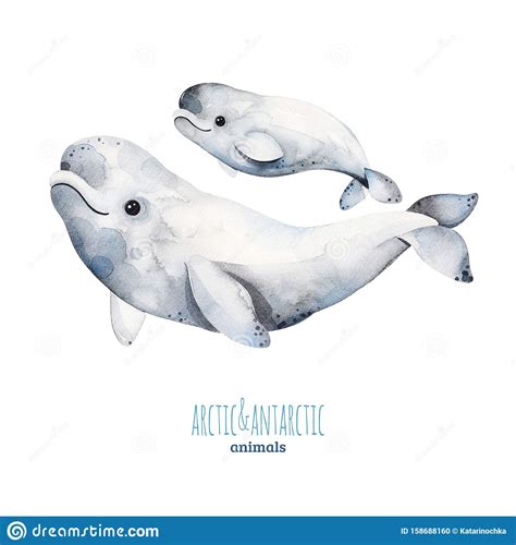 Conjunto De Aquarelas Com Baleias Bonitinhas E Bébés Beluga Ilustração