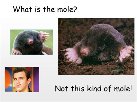 Ppt Unit 5 The Mole Powerpoint Presentation Free Download Id4787512
