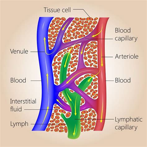 Circulatory System Parts