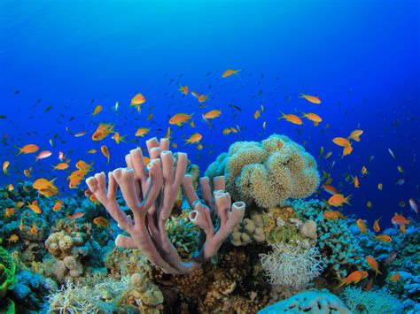 The Worlds Most Unbelievable Coral Reef Vacation Destinations