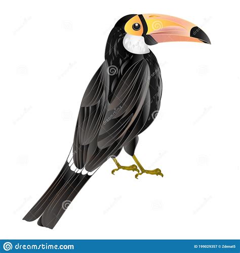 Exotic African Bird Toucan Black Bird With White Breast