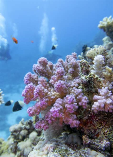 Colorful Picturesque Coral Reef At Bottom Of Tropical Sea Great Pink