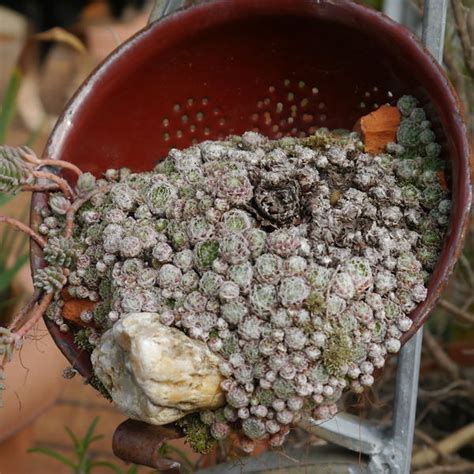 Jetzt stoebern preise vergleichen und online bestellen. Gartenfigur mit Sedum Dachwurz bepflanzen - Mein schöner ...