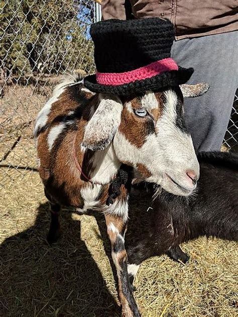 You Can Crochet Stinky Earl The Goats Top Hat Too Goats Hats Top