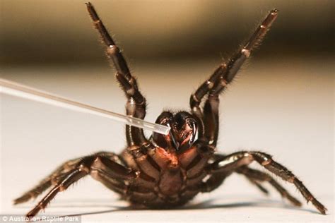 Arañas De Tela En Embudo De Sydney Agresivas Y Capaces De Infligir Una