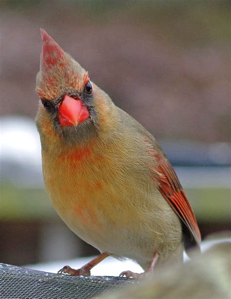 Female Cardinal Birds And Blooms