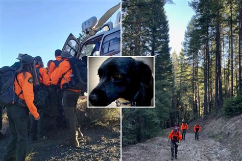 Real Life Lassie Leads Rescue Team To Owner Who Fell 70 Ft In