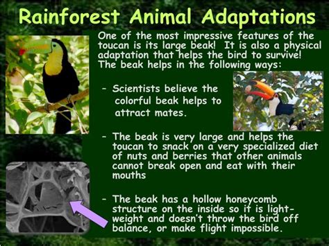 Biome Tropical Rainforest Animals And Plants Rainforest Mrs