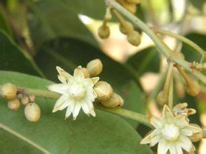 Assalamualaikum terima kasih kerana sudi menonton video ini. Jual bunga tanjung - NURBANI_SHOP | Tokopedia | Bunga ...