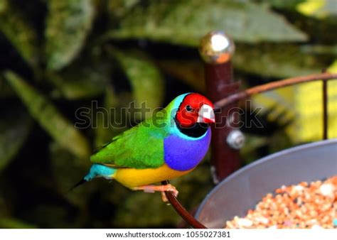 Gouldian Finch Erythrura Gouldiae Known Lady Stock Photo Edit Now