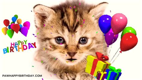 Cat Singing Happy Birthday Song Youtube