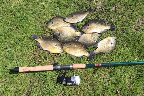 Shore Fishing For Bluegills Takes On A New Shine