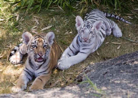 Cougar Mountain Zoo Photos