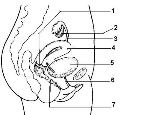 Top free images & vectors for female body parts labeled in png, vector, file, black and white, logo, clipart, cartoon and transparent. Image Of Female Reproductive System Diagram . Image Of Female Reproductive System Diagram ...