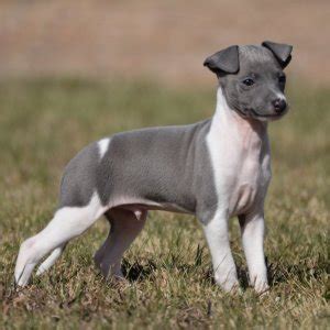 The perfect puppy is waiting for you. Italian Greyhound Puppies for Sale | PuppySpot