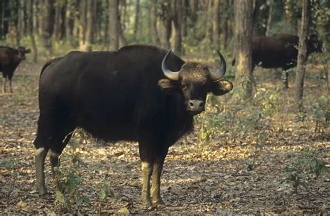 Indian Bison Gaur In The Sal Forest Kanha National Park