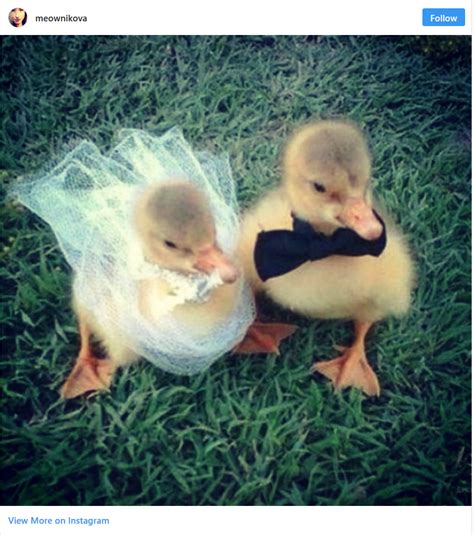 28 Times Animals Wedding Looked Better Than Yours