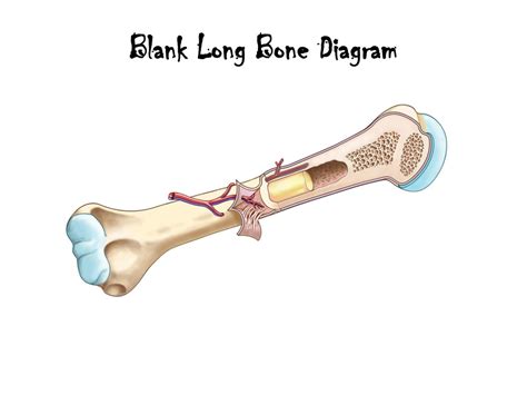 Blank Diagram Of A Long Bone Skeletal System Outline Printable Human