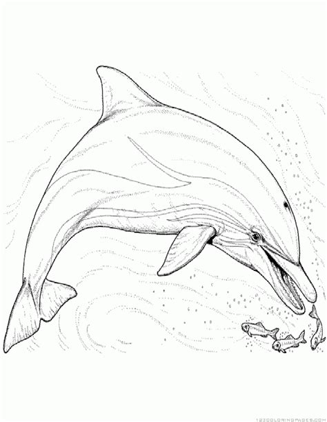 dolphin coloring pages part