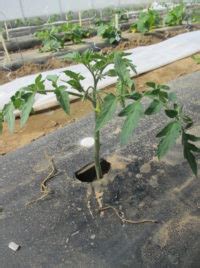 How To Prune Determinate Tomatoes - Tomato Pruning Diagram