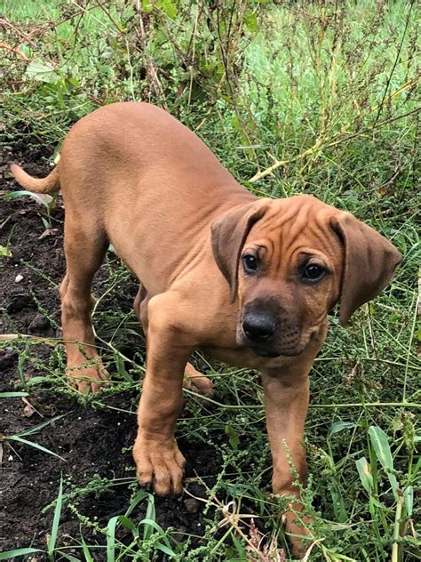 Bist du auf der suche nach einem rhodesian ridgeback welpen, rhodesian ridgeback mix, rhodesian ridgeback deckrüden oder möchtest du einem rhodesian ridgeback in not helfen? Rhodesian Ridgeback - Welpen ohne Ridge (Burg (Spreewald ...